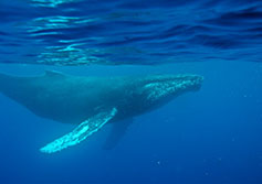 humpback whale