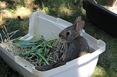 cottontail rabbits