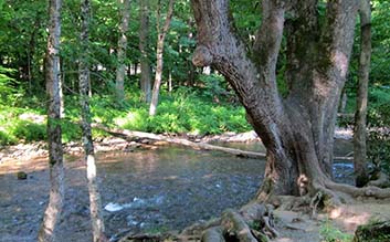 Oconaluftee River Trail