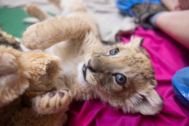 Zoo Knoxville lion cub