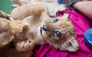 Zoo Knoxville lion cub