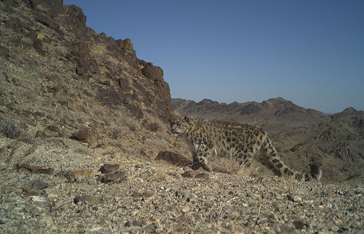 snow leopard mongolia