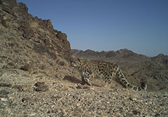 snow leopard