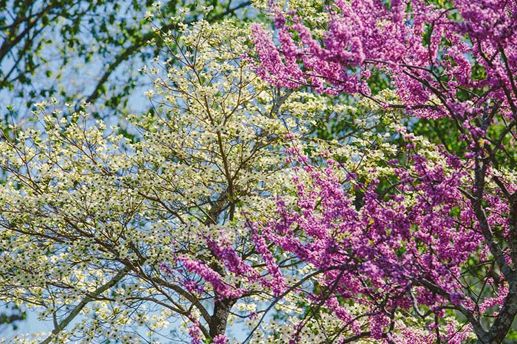 Dogwood Arts Bazillion Blooms