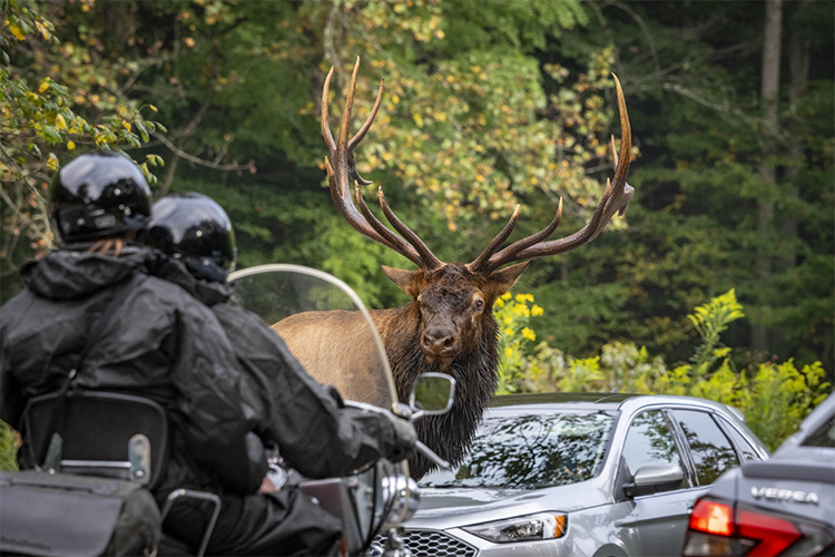 elk in great smoky mountains